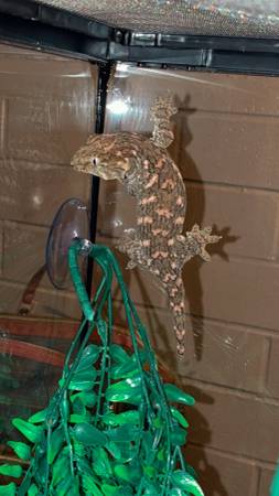 Leachianus Gecko 1