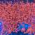 Corals Coral Frags Torch, Hammer, Goni, Brain Corals, Etc 8 thumbnail