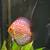 Discus fish 4 thumbnail