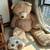 62" Giant Teddy Bear 1 thumbnail