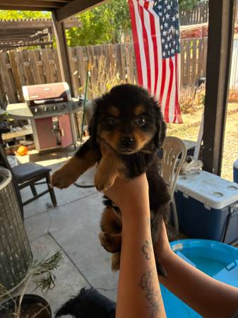 Long hair dachshund (West la / Santa Clarita)63656443947907120