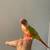 Green cheek conure mutations 2 thumbnail