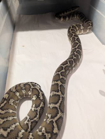Snakes63671518921475122