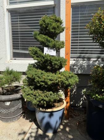 🌿 Elegant 5ft Spiral Topiary – $200 🌿 1