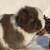 PEDIGREED HOLLAND LOP BUNNIES 1 thumbnail