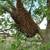 Bee Swarm Removal 6 thumbnail