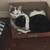 3 cats 2 thumbnail