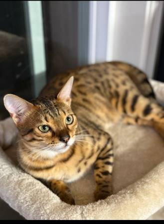 Male bengal (Mill creek)63853558970499122