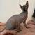 Sphynx young cats 5-7 mon 4 thumbnail