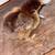 Cochin bantam chicks 7 thumbnail