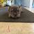 English/Frenchie Mix Puppies 2 thumbnail