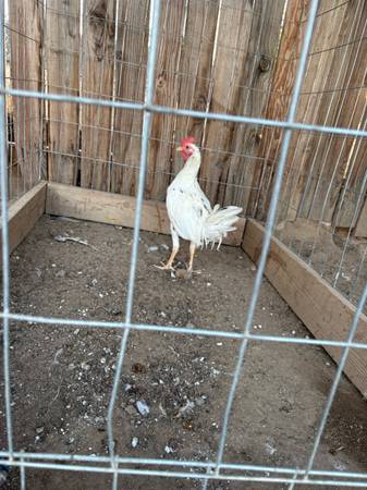 Gallos/roosters - $160 (Madera)63442306635139120