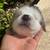 Australian shepherd / Aussie 1 thumbnail