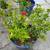 Plants for sale 5 thumbnail