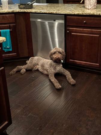 Rehoming Two Standard Poodles for FREE63922481860994122