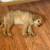 Two Loving Dogs Need a New Home – Goldendoodle & German Shepherd ($100 for eac 5 thumbnail