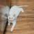 Flame point Siamese mix kitten 2 thumbnail