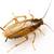 Pest Control Rodents BED BUGs Cockroaches Termites Rats Ants Wasps 🪳 16 thumbnail