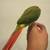 Friendly Pineapple Greencheek Conure 2 thumbnail
