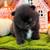 Pomeranian Pumpkins 10 thumbnail