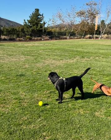 Rehoming black lab (Escondido)63955993722755121