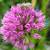 Millenium ALLIUM 4 thumbnail