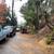 TREE SERVICE TREE REMOVAL 23 thumbnail