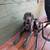Weimaraner 1 thumbnail