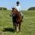 Flynn - 12yo Quarter Horse Gelding 6 thumbnail