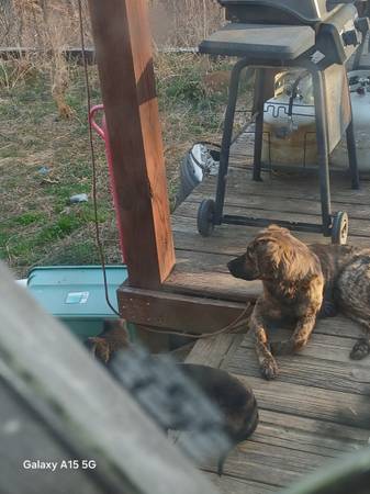 Dog (Booneville, Ms)63625228304897121
