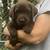 Chocolate Lab puppy 3 thumbnail