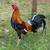Gamefowl Gallos Finos Game Roosters Chickens 12 thumbnail