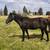 Black gelding 1 thumbnail