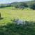 Miniature cattle 8 thumbnail