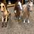 Our generation horse srable wth 3 horses and accessories 4 thumbnail