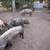 Fat hogs 2 thumbnail