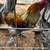 Roosters 1 thumbnail