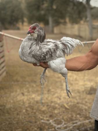 Lavender Olive Egger Cockerel 1