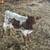 Mini calves 9 thumbnail