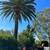 (Gonzalez Bros Tree Services ), Palm and, Trees Trimming Tree services 21 thumbnail