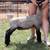 Show Lambs 3 thumbnail
