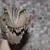 2 Flexible Rubber Kids Dinosaur Hand Puppet Toys 8 thumbnail