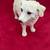 Kuvasz Dog Figurine by Conversation Concepts - DF77 2 thumbnail