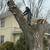 Tree Removal / Tree Trimming / Limb & Brush Haul Away 10 thumbnail