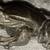 Vintage Kirk Stieff Pewter Frog Miniature 1 thumbnail
