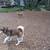 Pet Related Housing Issues? Pet / Sitting / Boarding short/long term 4 thumbnail