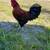 Free Rooster 1 thumbnail