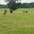 77 Acres in Brazos County 5 thumbnail