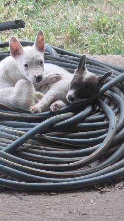 Cachorros Heeler (Albertville)63940593068419121