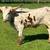 Fire mitigation-Mini longhorns 2 thumbnail